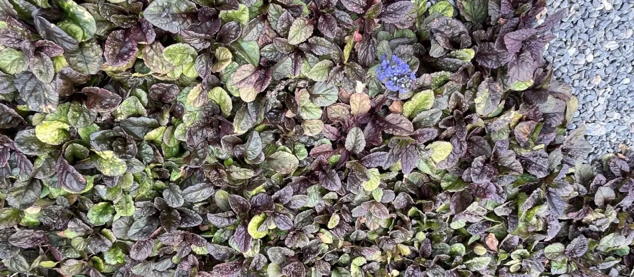 Bugleweed