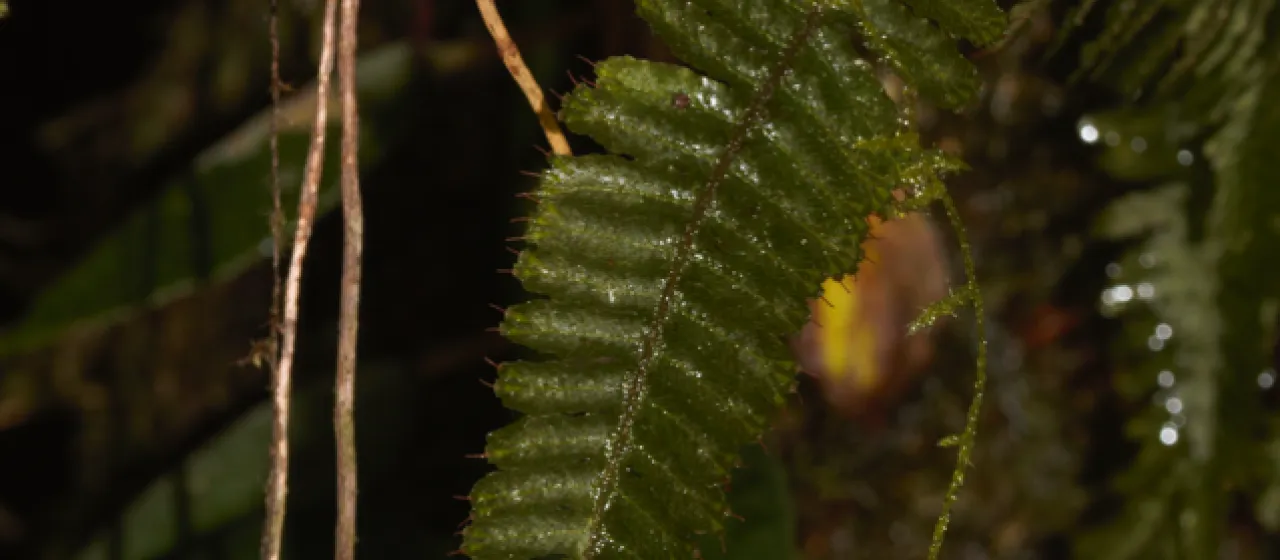 Trichomanes crispum