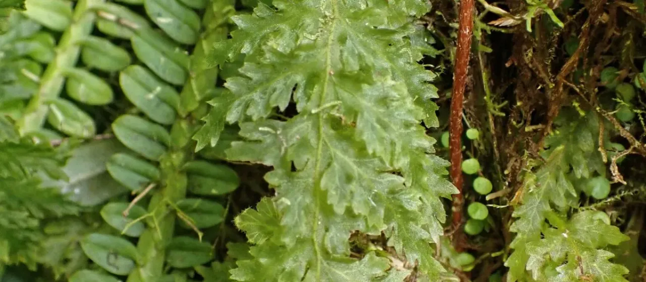 Trichomanes alatum