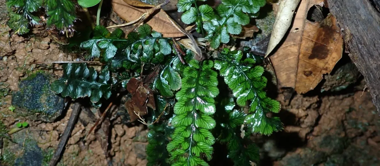 Cephalomanes