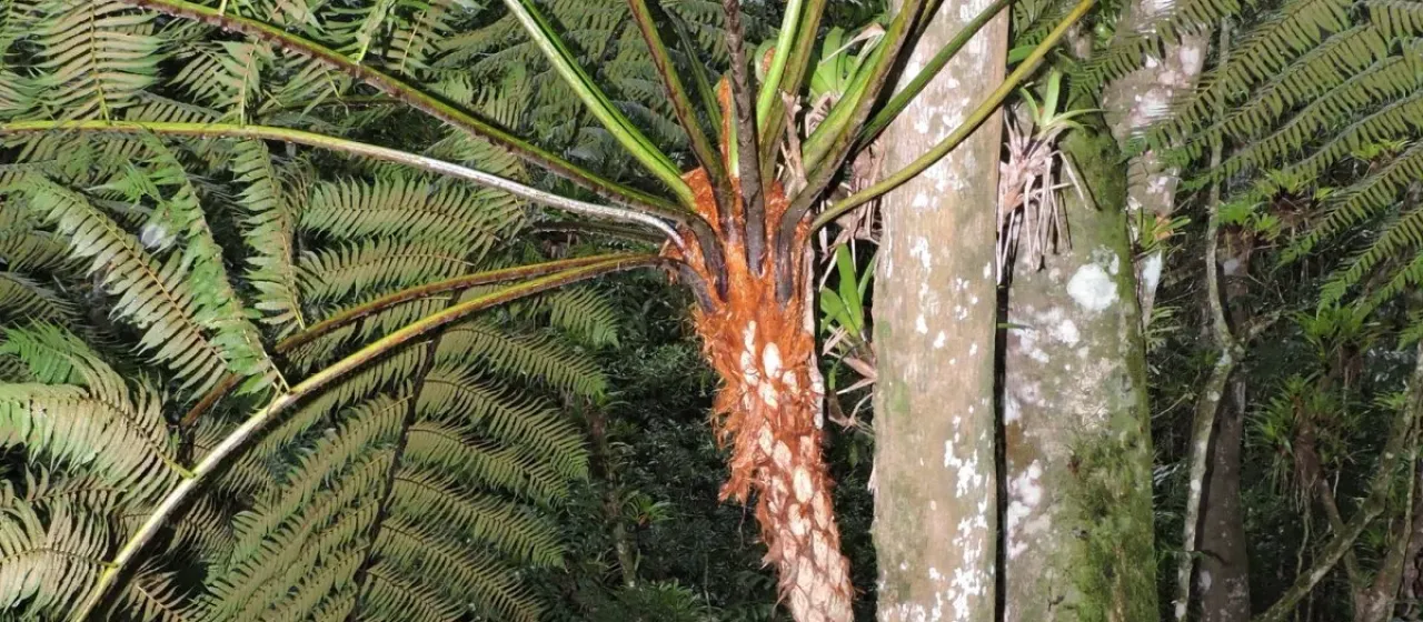 Cyathea delgadii