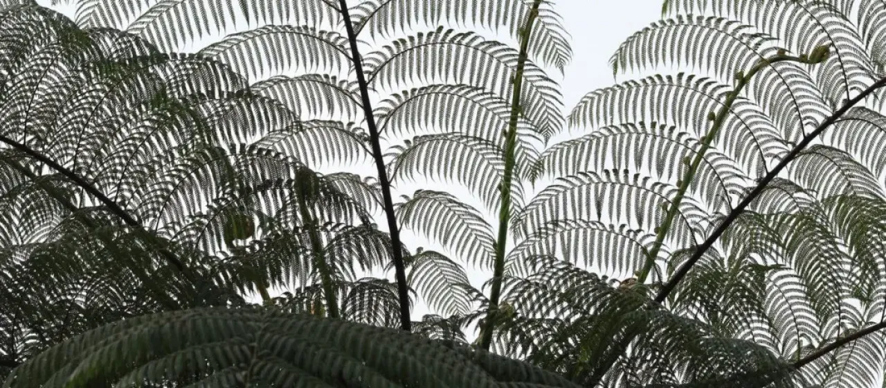 Cyathea contaminans