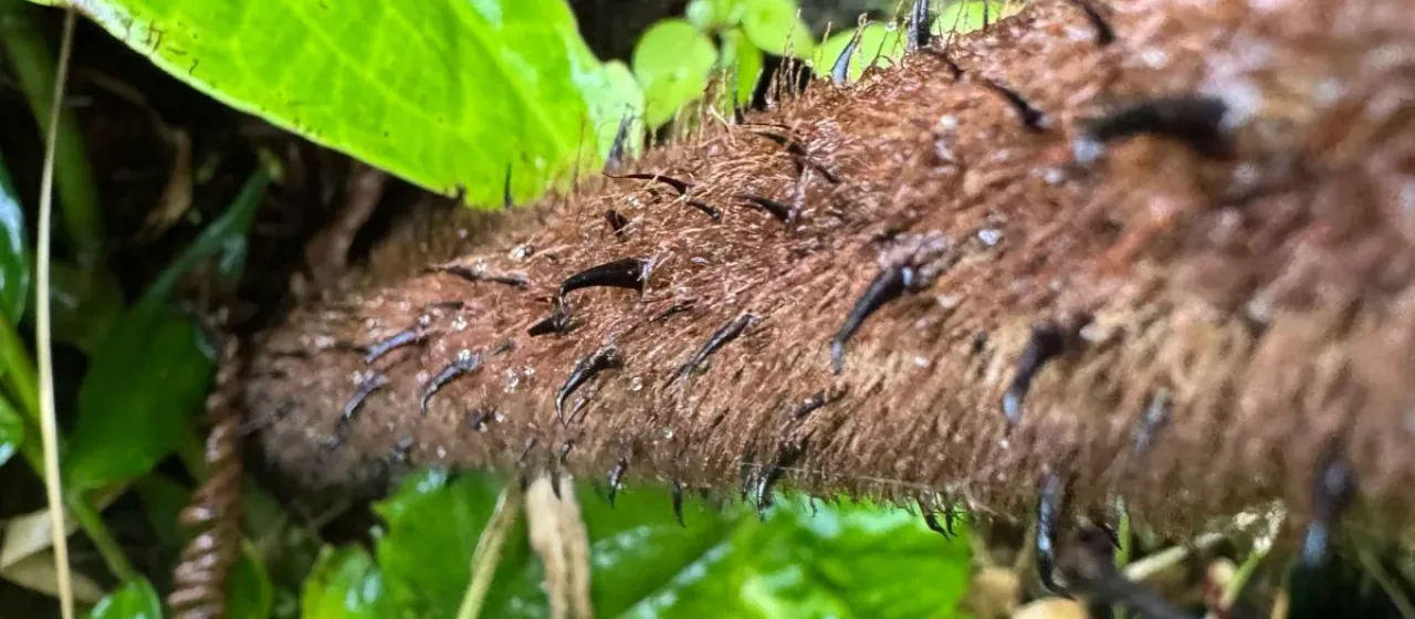Alsophila imrayana