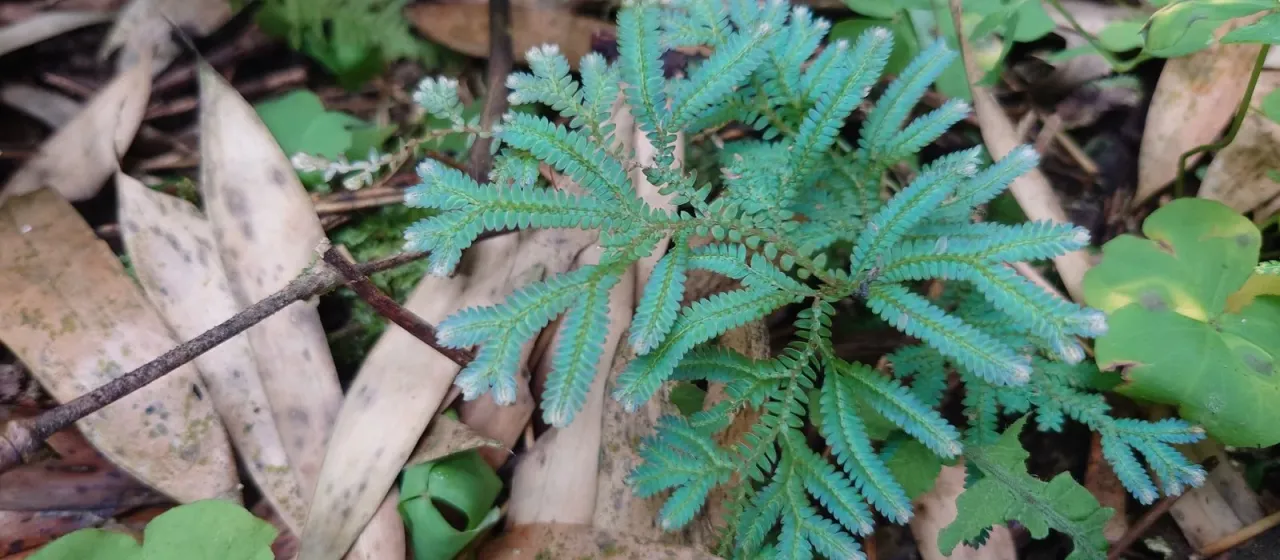 Peacock moss