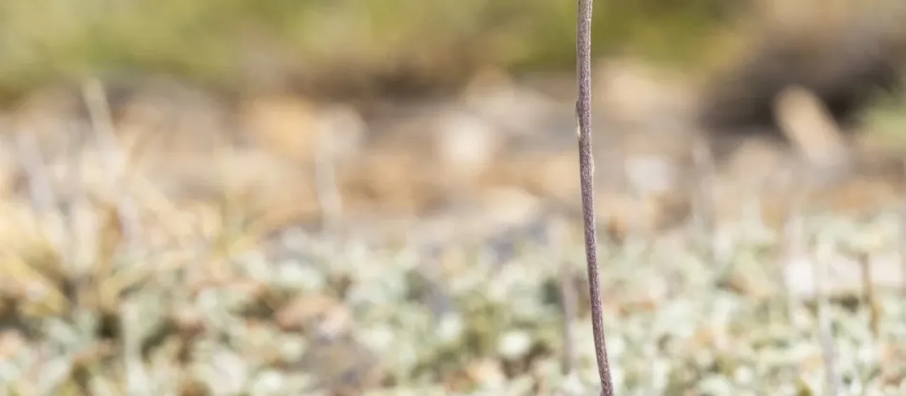 Jacobaea boissieri