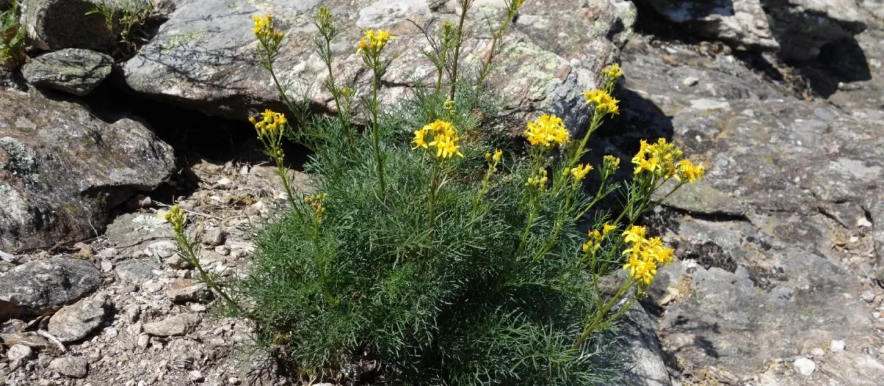 Jacobaea adonidifolia