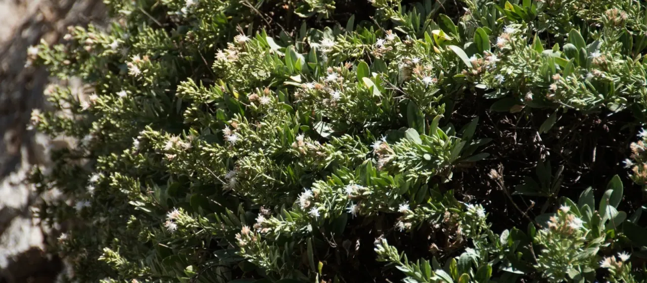 Staehelina fruticosa
