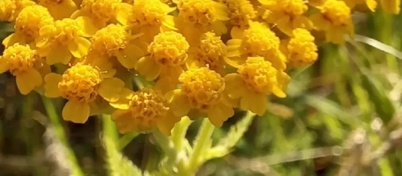 Bieberstein's yarrow