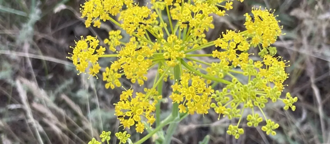 Malabaila graveolens