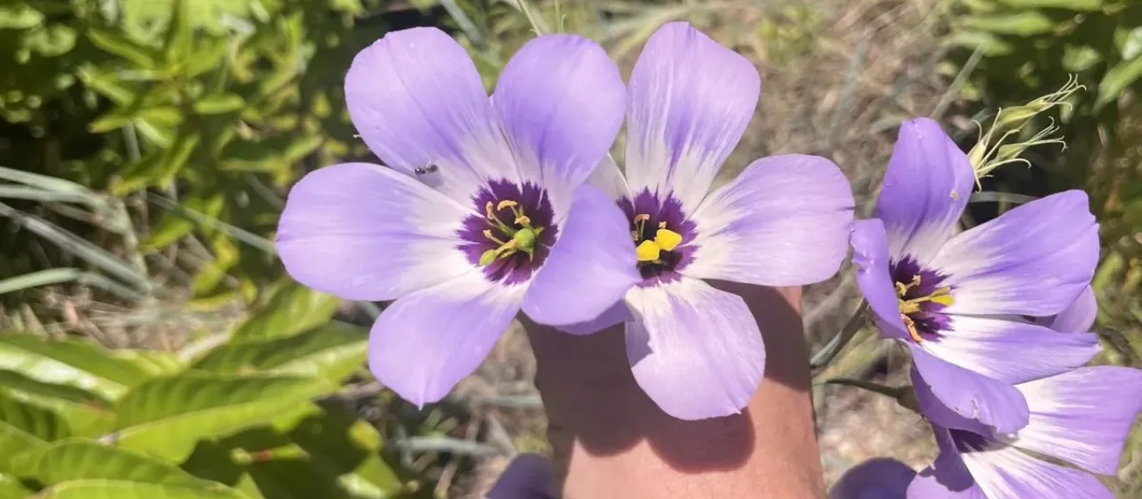 Prairie Gentian