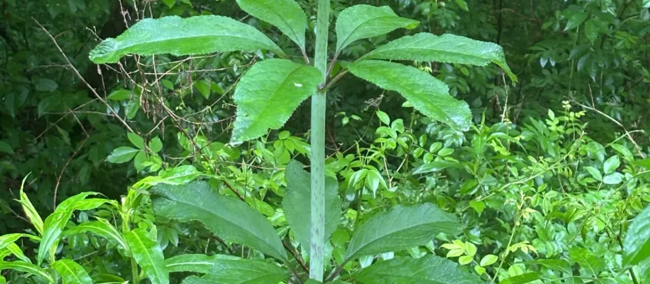 Eutrochium