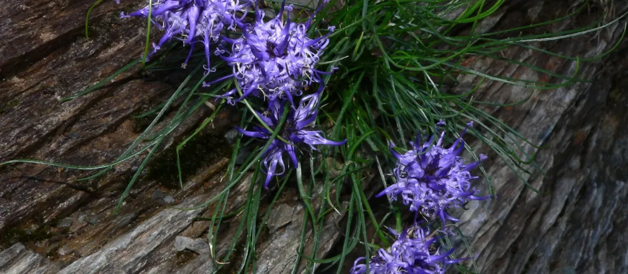 Phyteuma hedraianthifolium