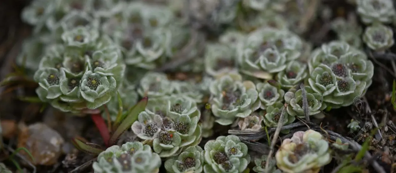 Filago tyrrhenica