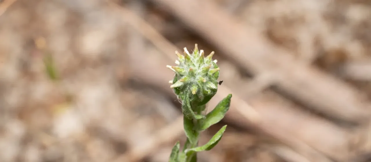 Woolly-headed filago
