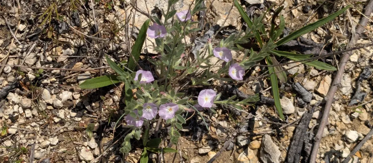 Nuttall's dwarf morning glory
