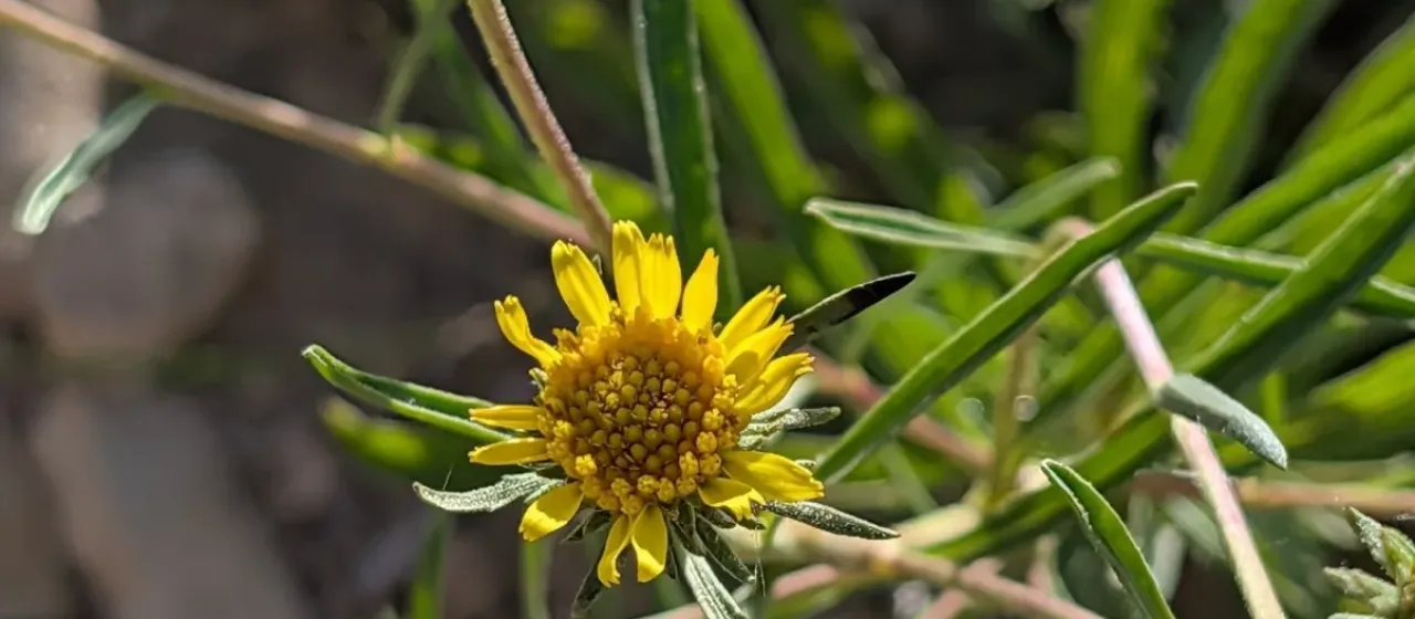 Jasonia tuberosa