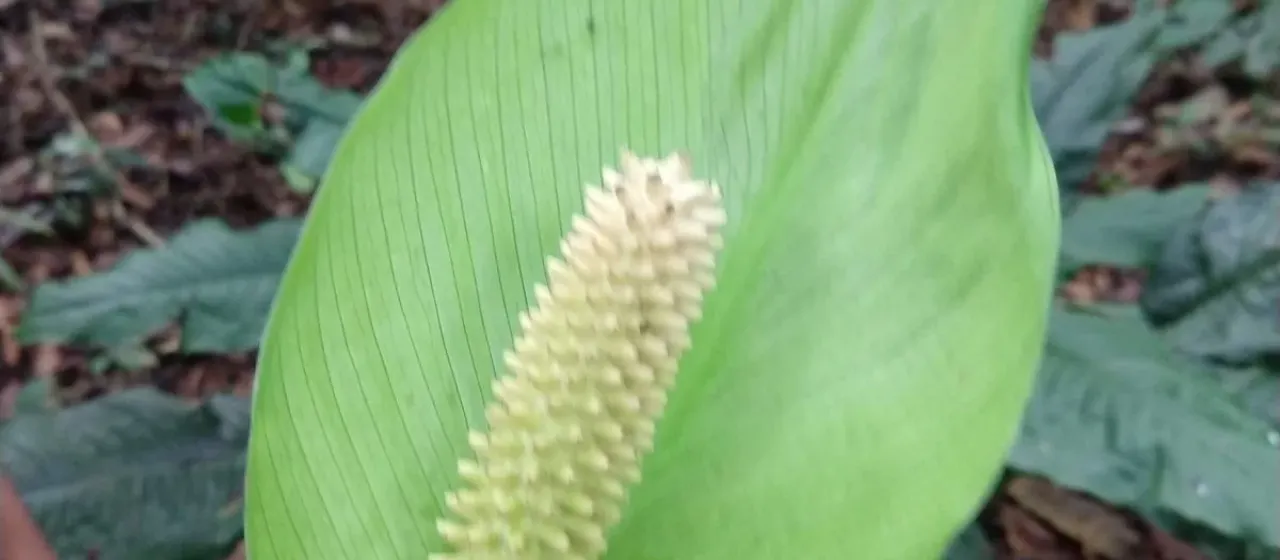 Spathiphyllum cochlearispathum