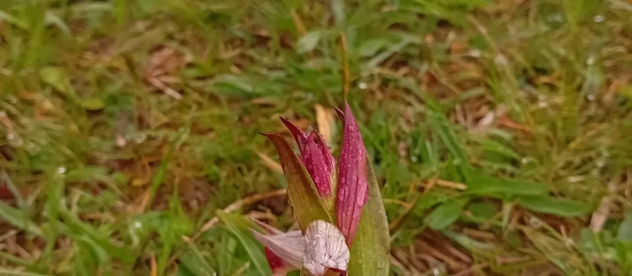 Tongue orchid