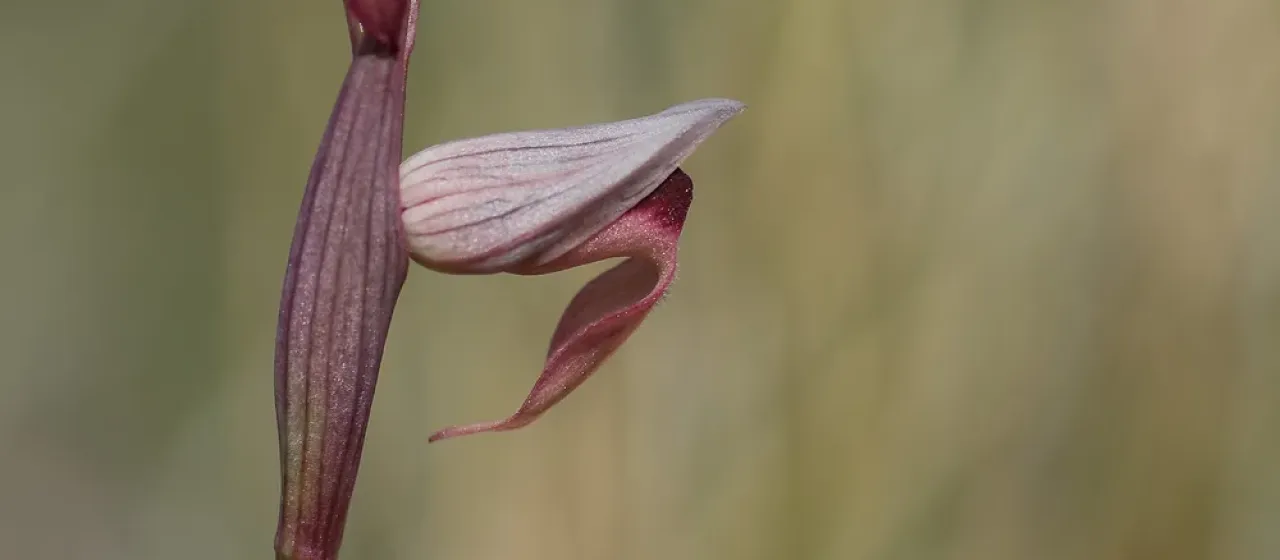 Serapias olbia