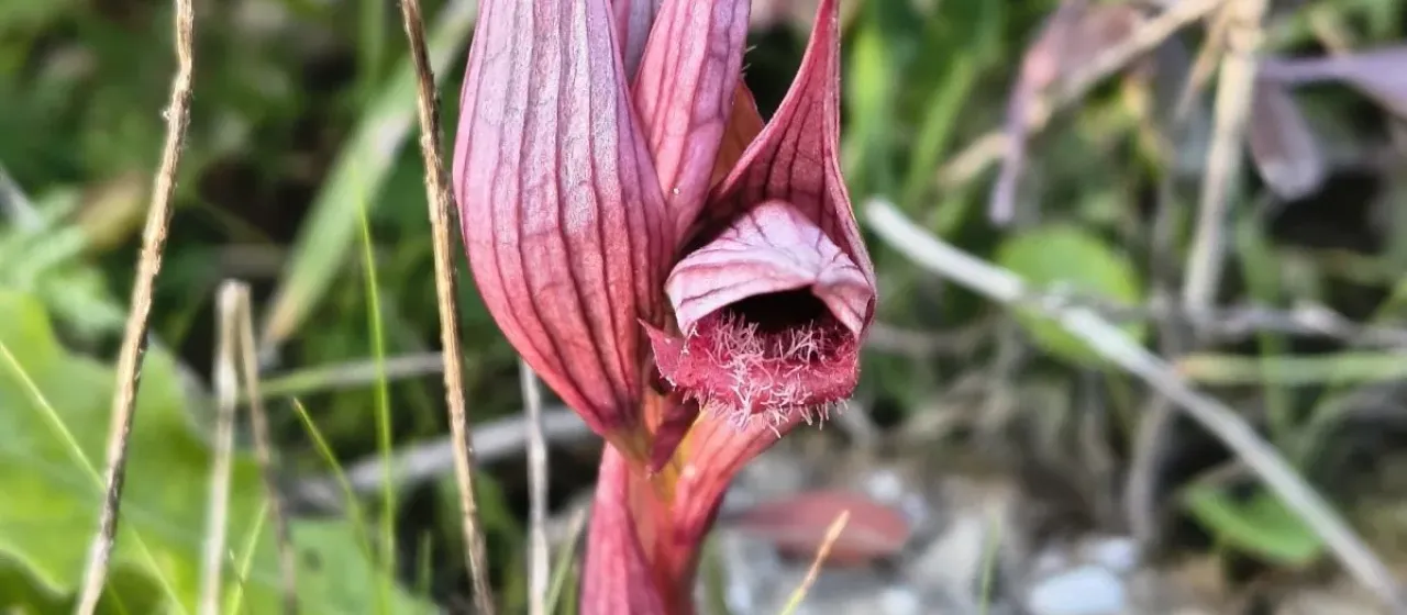 Oriental serapias