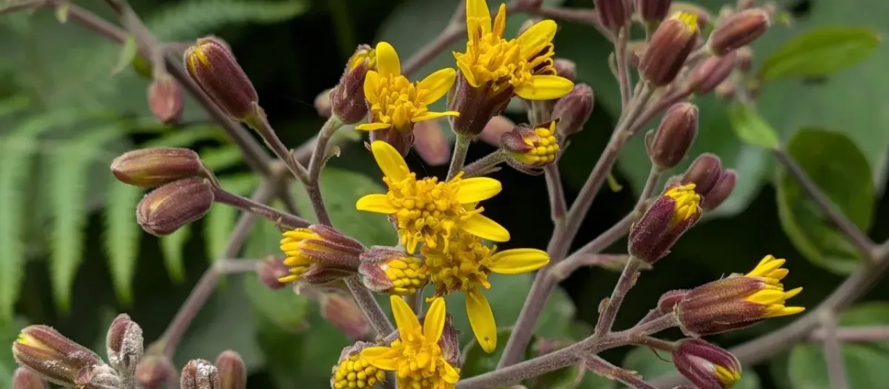 Velvet groundsel
