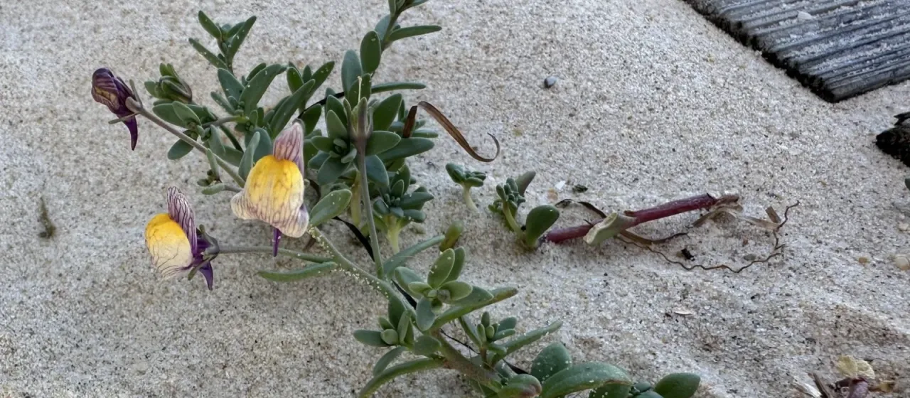 Pedunculate toadflax