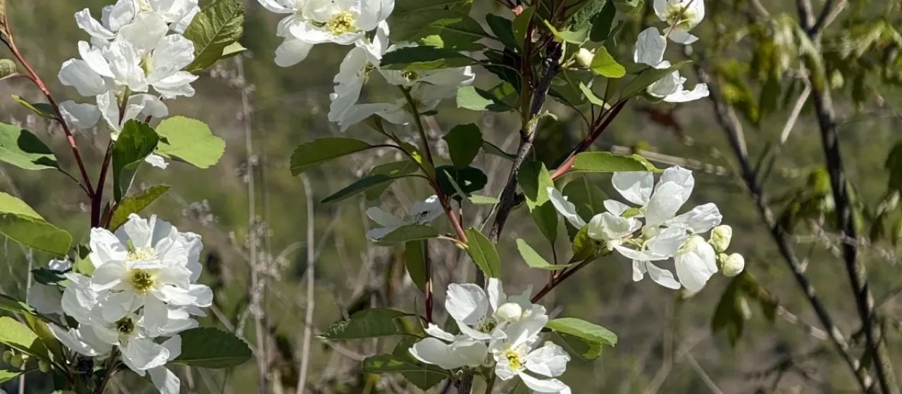Pearl bush
