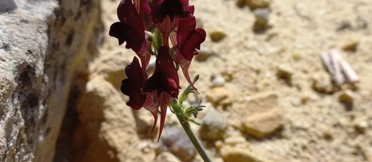 Rusty toadflax