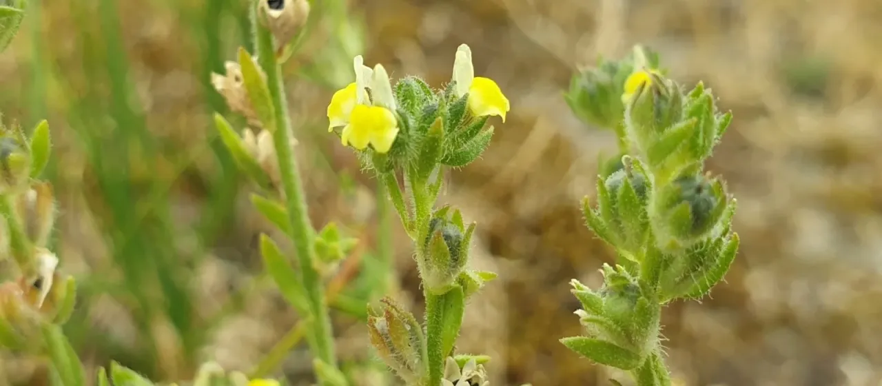 Sand toadflax