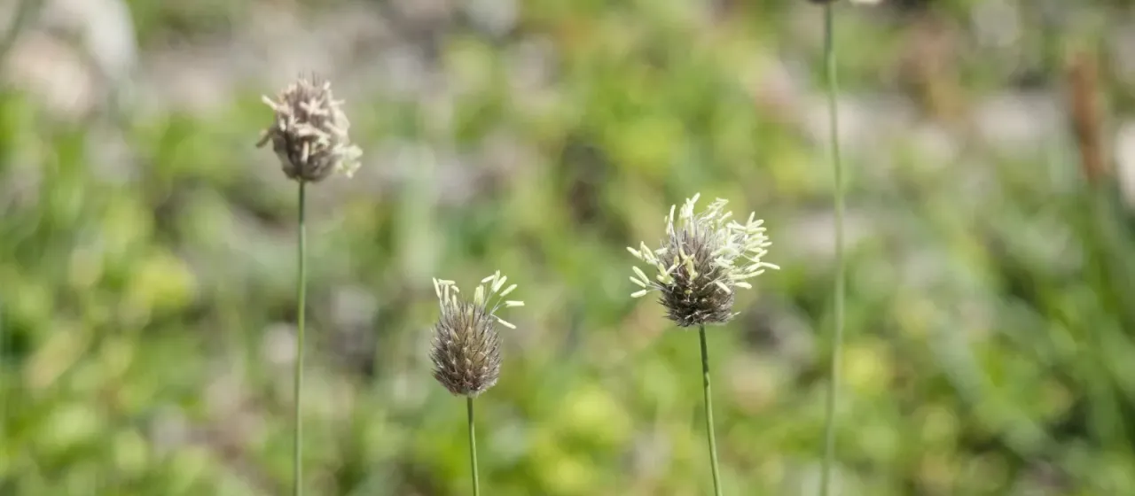 Gerard's foxtail