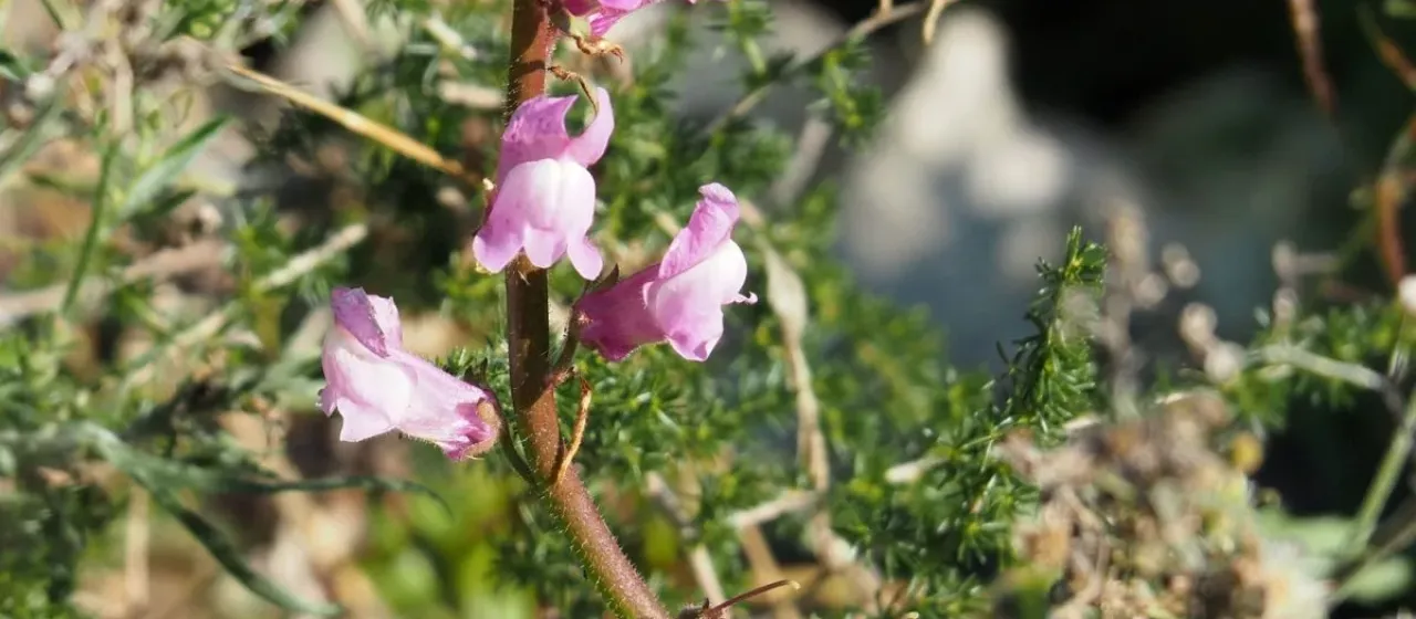 Antirrhinum controversum