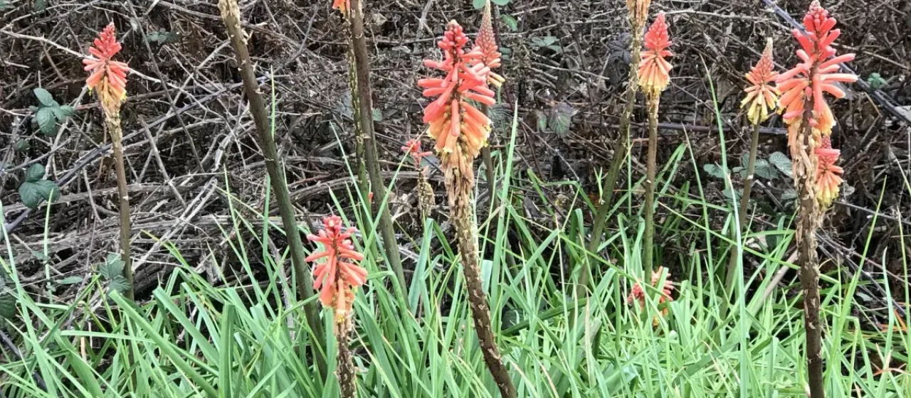 Kniphofia praecox
