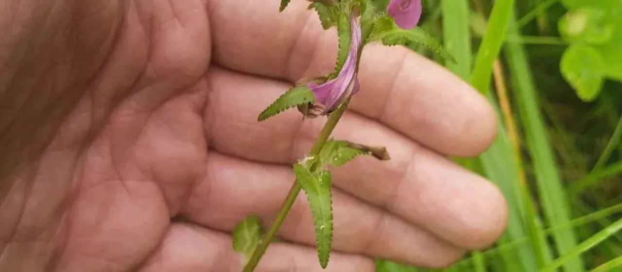 Pedicularis resupinata