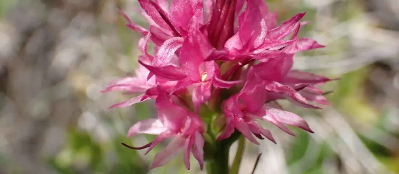 Dolomite orchid