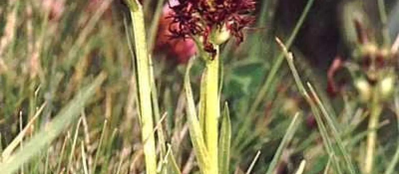 Austrian vanilla orchid