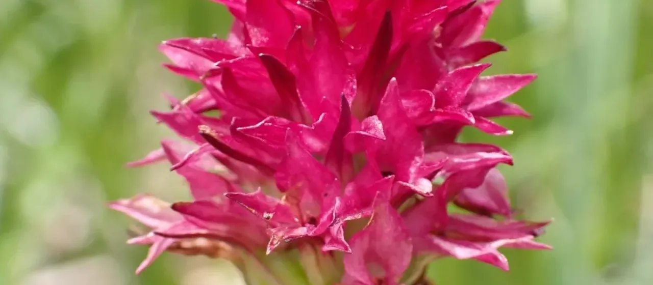 Red vanilla orchid