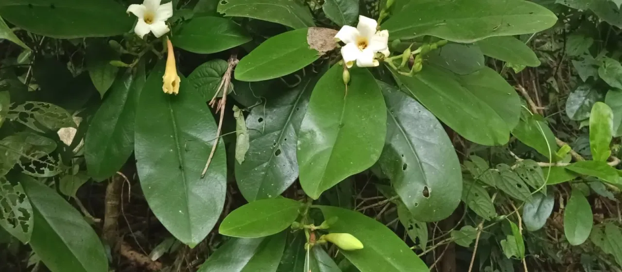 Fagraea ceilanica
