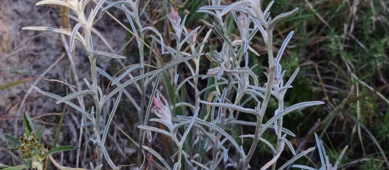 Gamochaeta filaginea