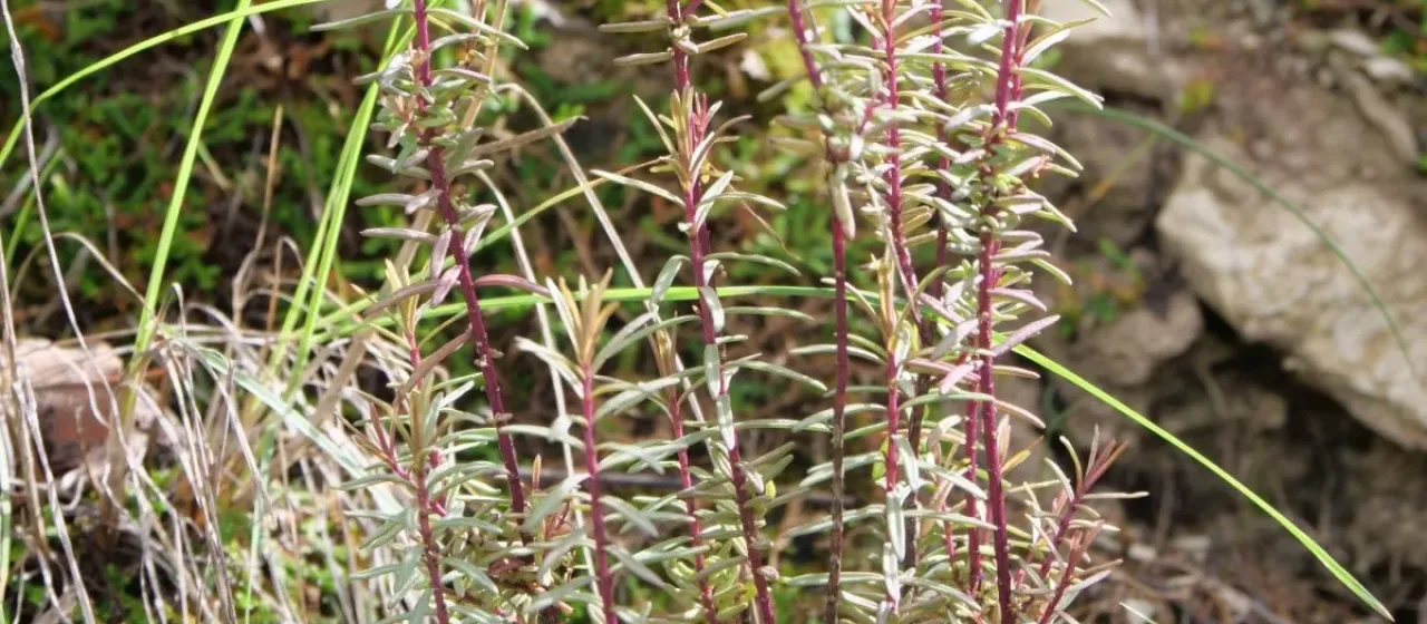 Odontites linkii