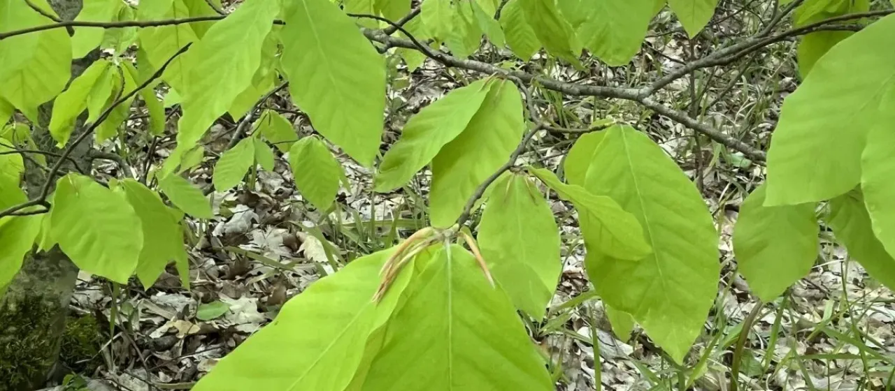 Oriental beech