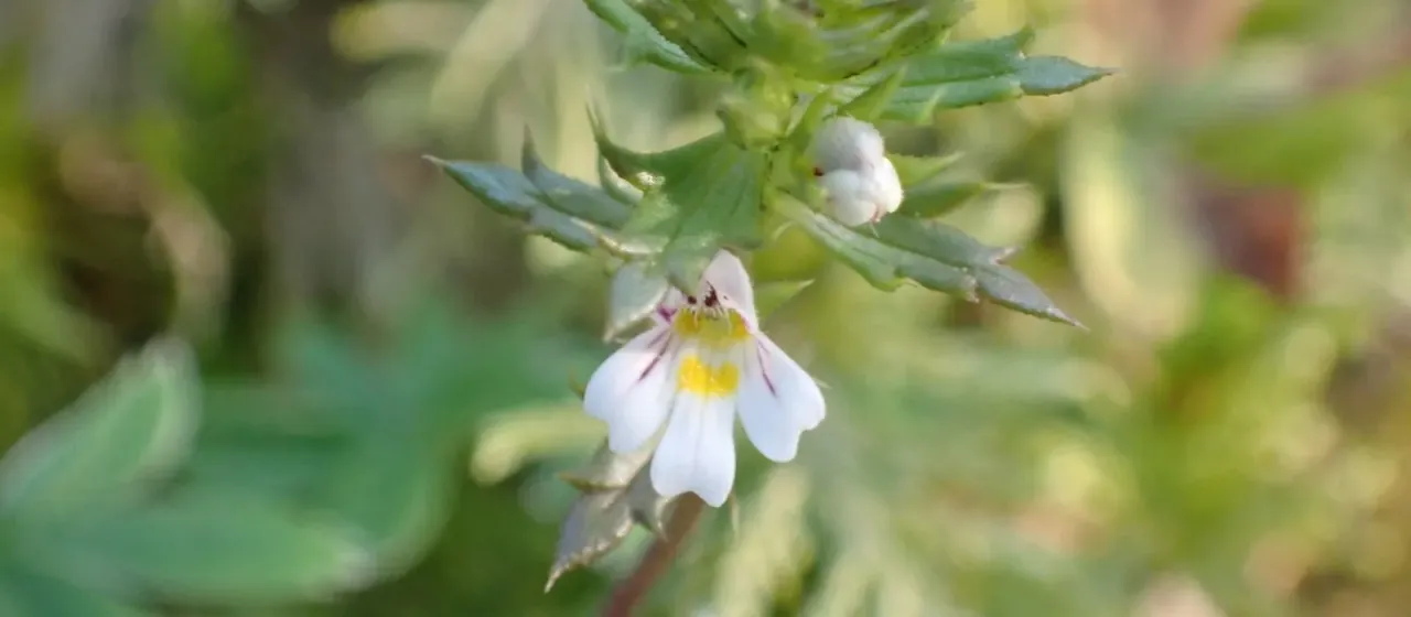 Salzburg eyebright
