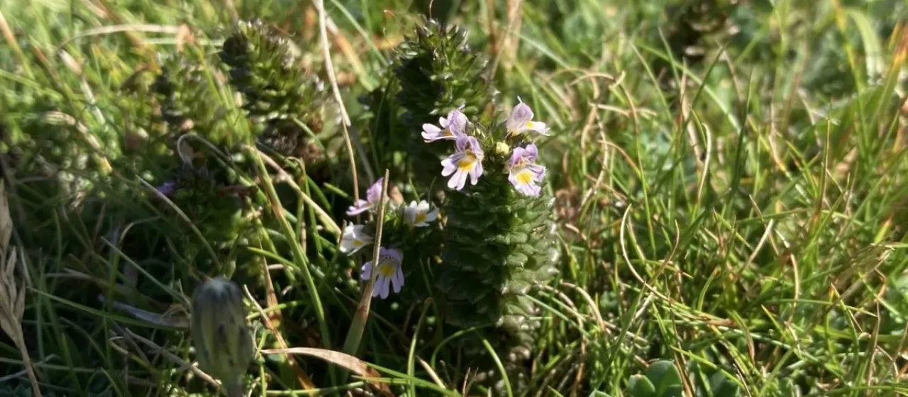 Euphrasia tetraquetra