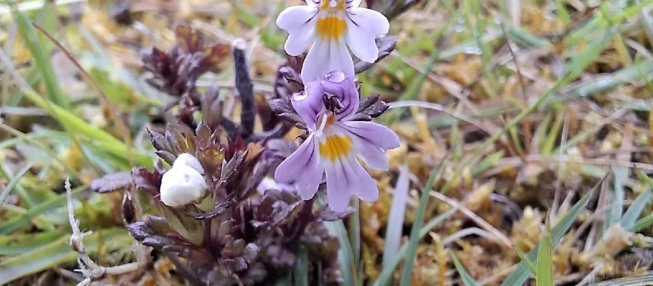 Cebennes eyebright