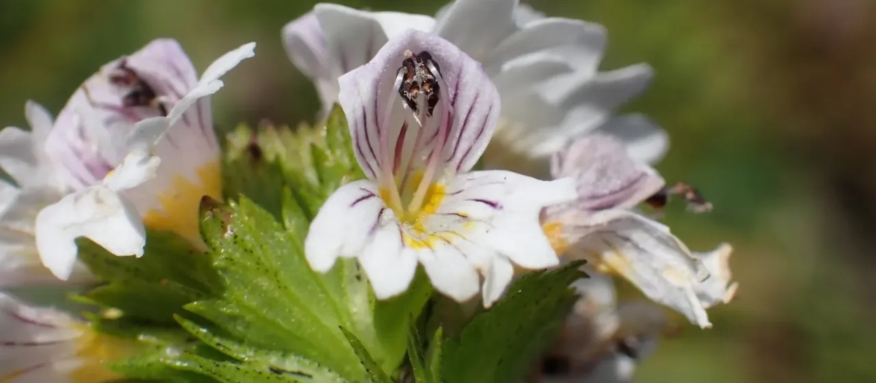 Euphrasia picta