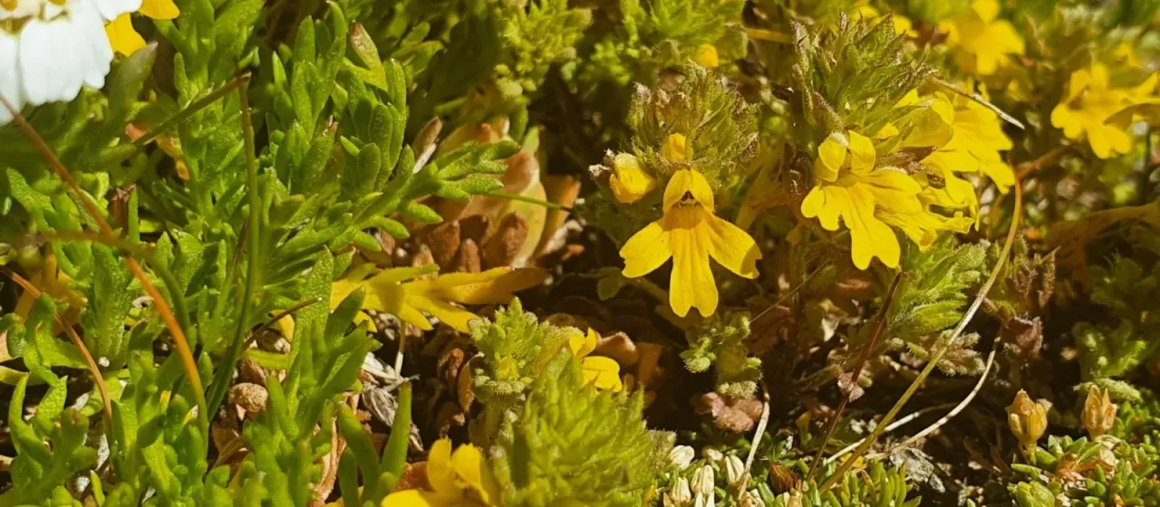 Euphrasia christii