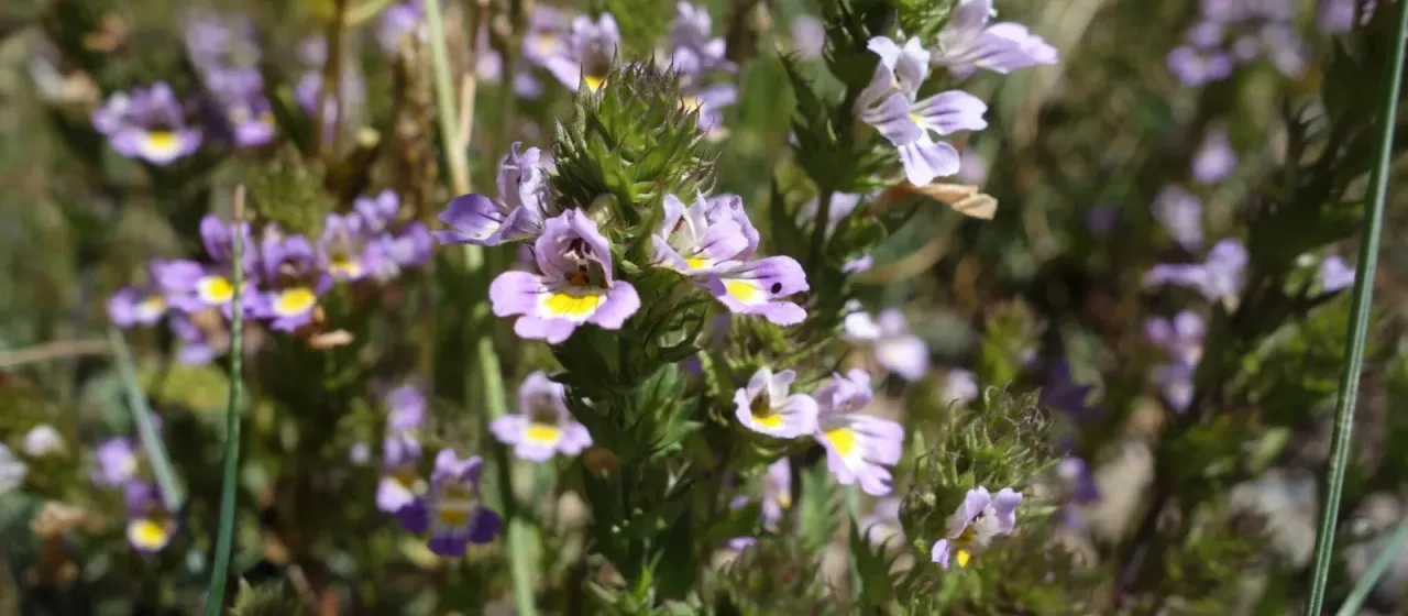 Alpine eyebright