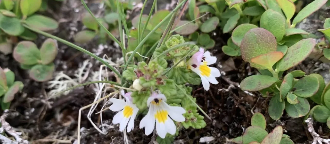 Euphrasia matsumurae