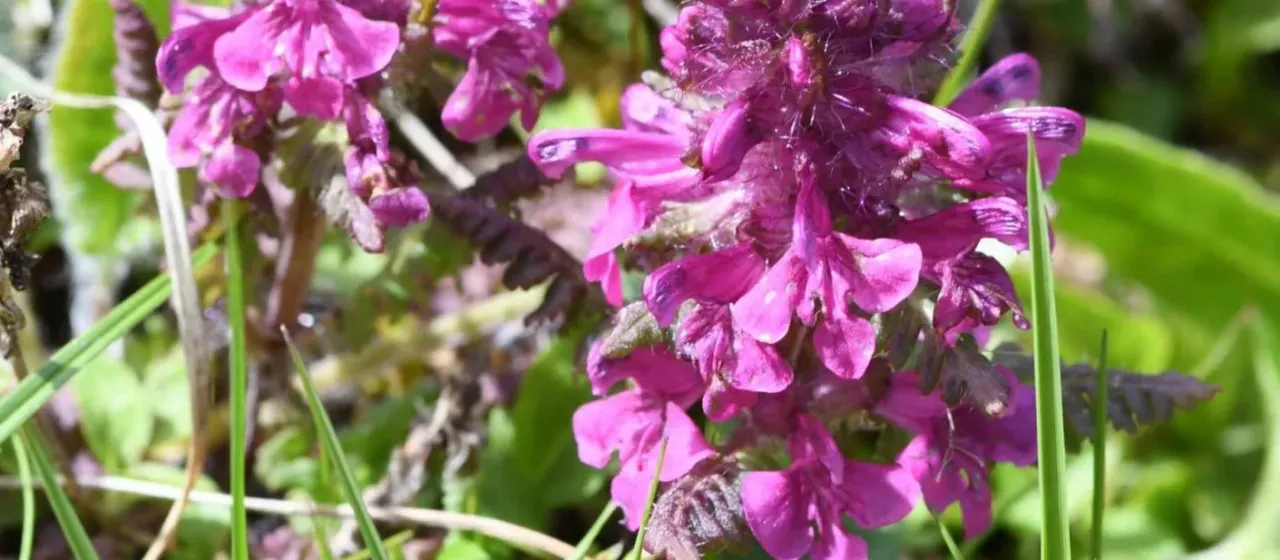 Whorled lousewort