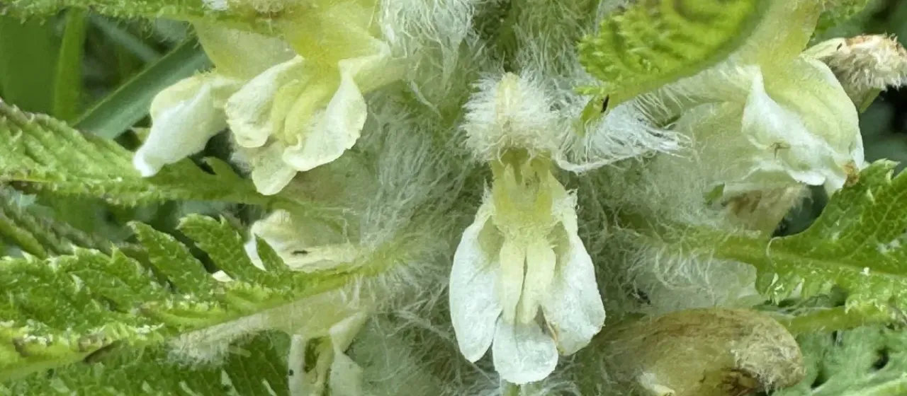 Leafy lousewort
