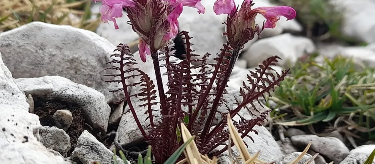 Pedicularis rosea